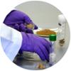 Teobromina: l'aliment dels d&#xe9;us contra la litiasi &#xfa;rica